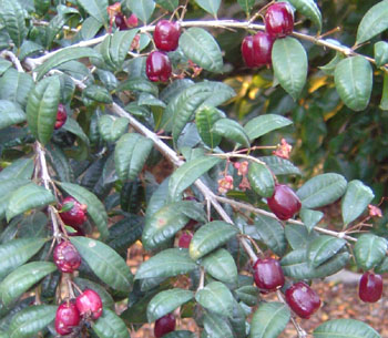 Myrciaria floribunda